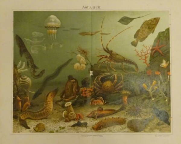 1898 - Aquarium, alter Druck